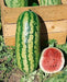 Jubilee  Watermelon Seeds, 25-40 lbs FRUIT, Open Pollinated - Caribbean garden seed