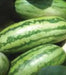 Jubilee  Watermelon Seeds, 25-40 lbs FRUIT, Open Pollinated - Caribbean garden seed