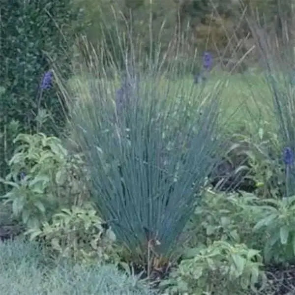 Juncus Patens Seeds-Carmen's Gray',Rush Ornamental Grass, - Caribbean garden seed