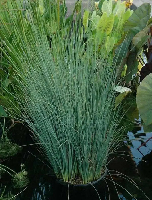 Juncus Patens Seeds-Carmen's Gray',Rush Ornamental Grass, - Caribbean garden seed