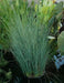 Juncus Patens Seeds-Carmen's Gray',Rush Ornamental Grass, - Caribbean garden seed