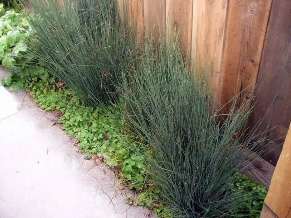 Juncus Patens Seeds-Carmen's Gray',Rush Ornamental Grass, - Caribbean garden seed