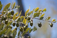 Jojoba Seed  EVERGREEN SHRUB - Caribbean garden seed
