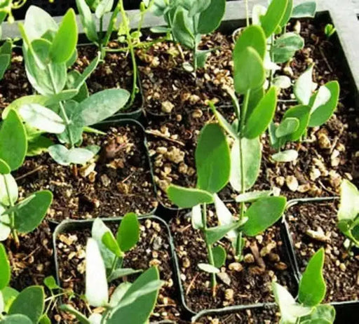 Jojoba Seed  EVERGREEN SHRUB - Caribbean garden seed