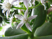 Jojoba Seed  EVERGREEN SHRUB - Caribbean garden seed