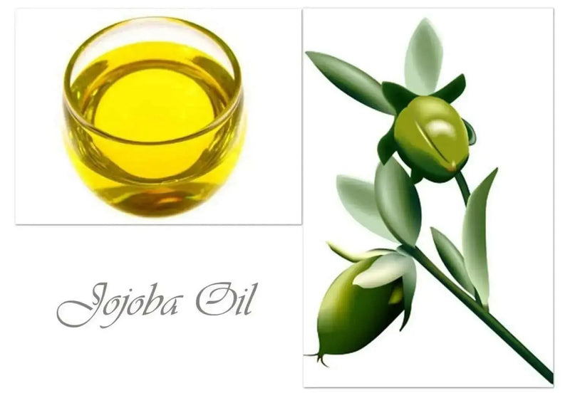 Jojoba Seed  EVERGREEN SHRUB - Caribbean garden seed
