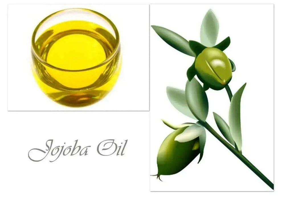 Jojoba Seed  EVERGREEN SHRUB - Caribbean garden seed