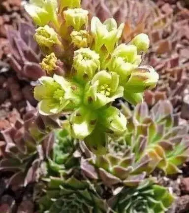 Jovibarba heuffelii House Leek Seeds,  Hens and Chicks, mat-forming succulent - Caribbean garden seed