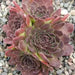 Jovibarba heuffelii House Leek Seeds,  Hens and Chicks, mat-forming succulent - Caribbean garden seed