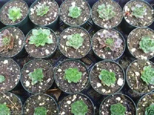 Jovibarba heuffelii House Leek Seeds,  Hens and Chicks, mat-forming succulent - Caribbean garden seed