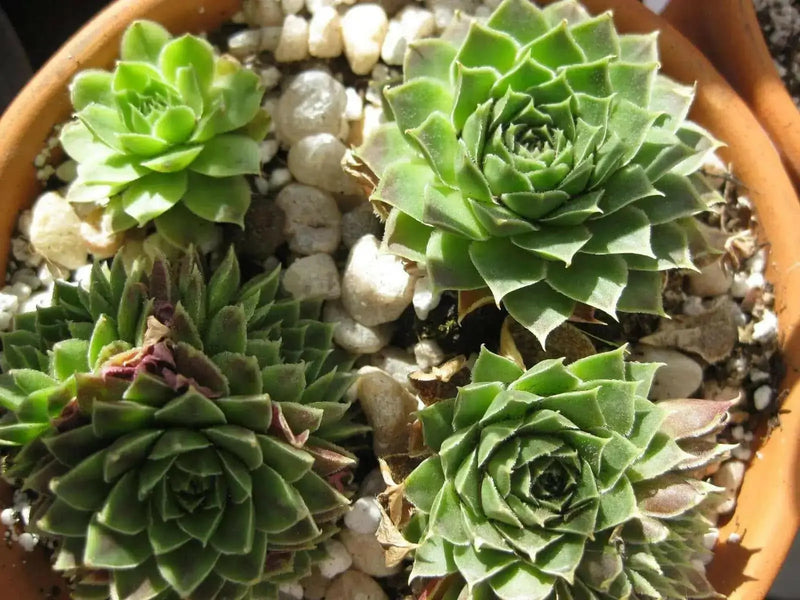 Jovibarba heuffelii House Leek Seeds,  Hens and Chicks, mat-forming succulent - Caribbean garden seed