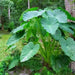 JUMBO Elephant Ear bulbs, Tropical Foliage ,Size 13/15 - Caribbean garden seed