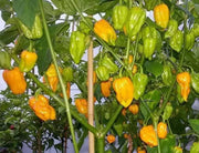Kathumby Yellow Pepper Seed,( Capsicum chinense) - Caribbean garden seed