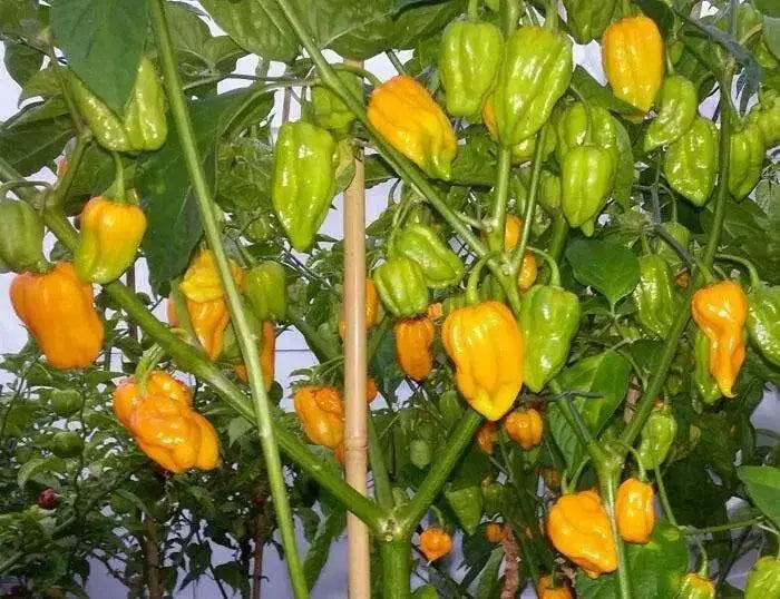 Kathumby Yellow Pepper Seed,( Capsicum chinense) - Caribbean garden seed