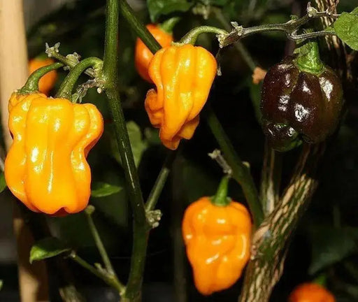 Kathumby Yellow Pepper Seed,( Capsicum chinense) - Caribbean garden seed