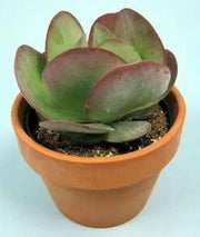 Kalanchoe thyrsiflora Seeds -Succulents,Succulent S - Caribbean garden seed