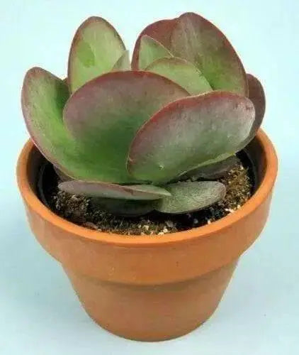 Kalanchoe thyrsiflora Seeds -Succulents,Succulent S - Caribbean garden seed