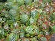 Kalanchoe thyrsiflora Seeds -Succulents,Succulent S - Caribbean garden seed