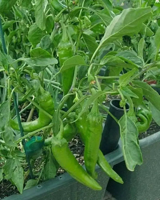 KALOCSA  Hungarian Spice Paprika , Pepper SEEDS, (Capsicum annuum) - Caribbean garden seed