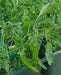 KALOCSA  Hungarian Spice Paprika , Pepper SEEDS, (Capsicum annuum) - Caribbean garden seed
