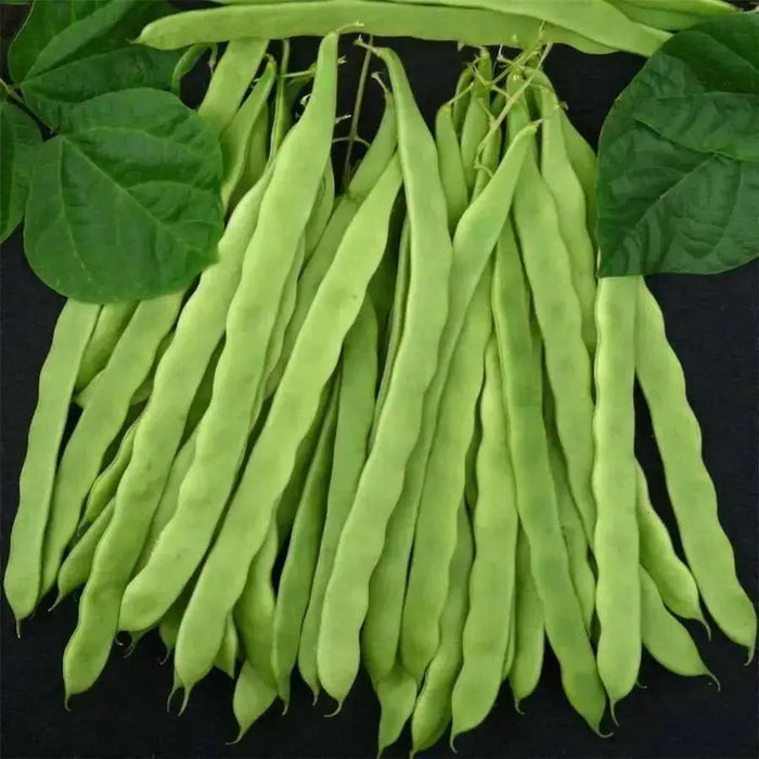 Kentucky Wonder 125 Bush beans - Caribbean garden seed