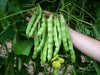 Kentucky Wonder 125 Bush beans - Caribbean garden seed