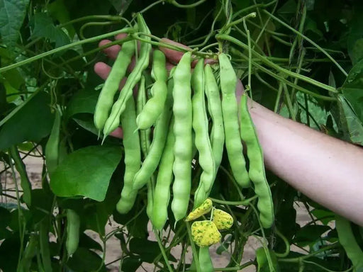 Kentucky Wonder 125 Bush beans - Caribbean garden seed