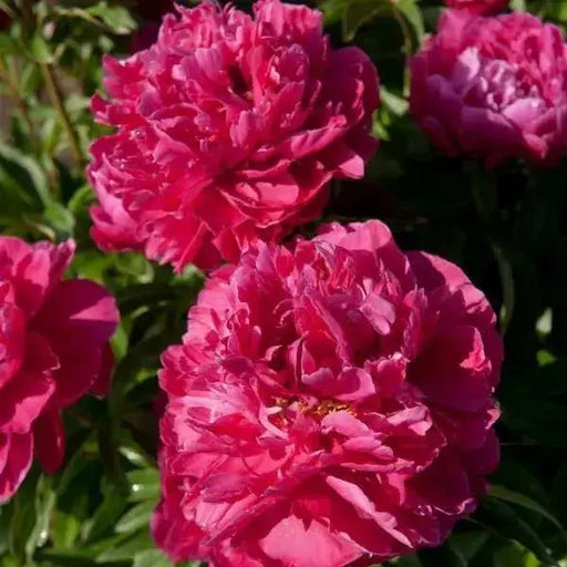 Karl Rosenfield PEONY  (Bareroots Plant) 3-4 Eyes, Perennial Shrub. - Caribbean garden seed