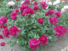 Karl Rosenfield PEONY  (Bareroots Plant) 3-4 Eyes, Perennial Shrub. - Caribbean garden seed
