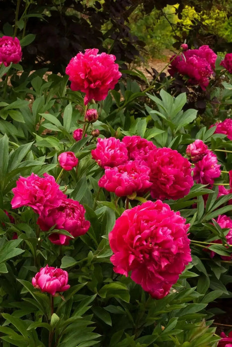 Karl Rosenfield PEONY  (Bareroots Plant) 3-4 Eyes, Perennial Shrub. - Caribbean garden seed