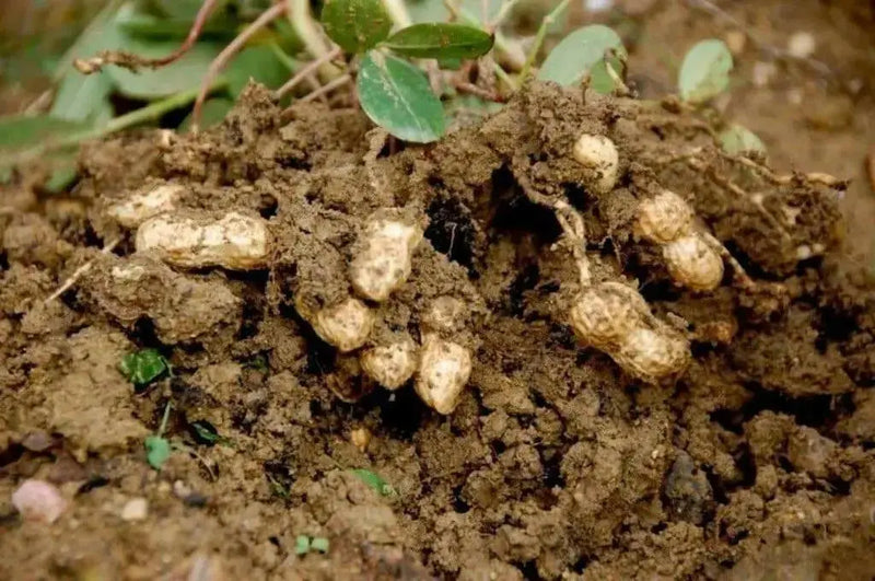 Jumbo Virginia Peanuts . Untreated Seeds ,Heirloom Organically Grown - Caribbean garden seed