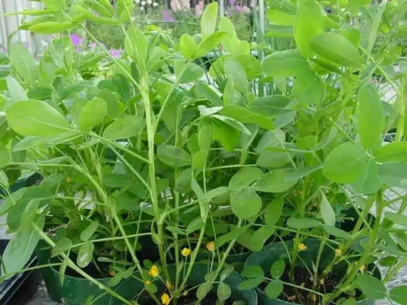 Jumbo Virginia Peanuts . Untreated Seeds ,Heirloom Organically Grown - Caribbean garden seed