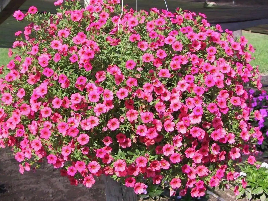 Kabloom Deep Pink -ANNUAL flowers seeds - - Caribbean garden seed
