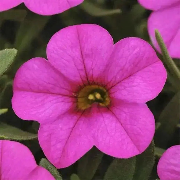 Kabloom Deep Pink -ANNUAL flowers seeds - - Caribbean garden seed