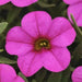 Kabloom Deep Pink -ANNUAL flowers seeds - - Caribbean garden seed