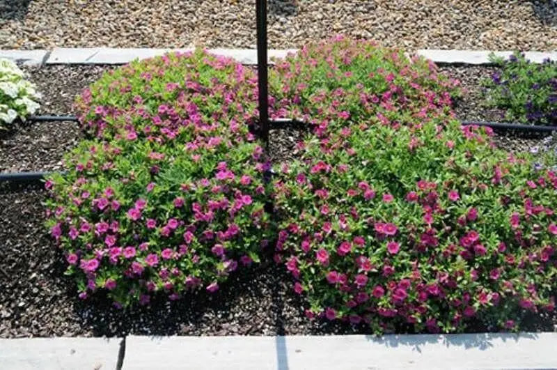 Kabloom Deep Pink -ANNUAL flowers seeds - - Caribbean garden seed