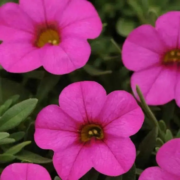 Kabloom Deep Pink -ANNUAL flowers seeds - - Caribbean garden seed