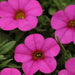 Kabloom Deep Pink -ANNUAL flowers seeds - - Caribbean garden seed