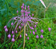 keeled garlic Seeds,Pink flowers (allium carinatum ssp pulchellum) Great cut flowers - Caribbean garden seed