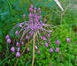 keeled garlic Seeds,Pink flowers (allium carinatum ssp pulchellum) Great cut flowers - Caribbean garden seed