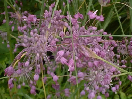 keeled garlic Seeds,Pink flowers (allium carinatum ssp pulchellum) Great cut flowers - Caribbean garden seed