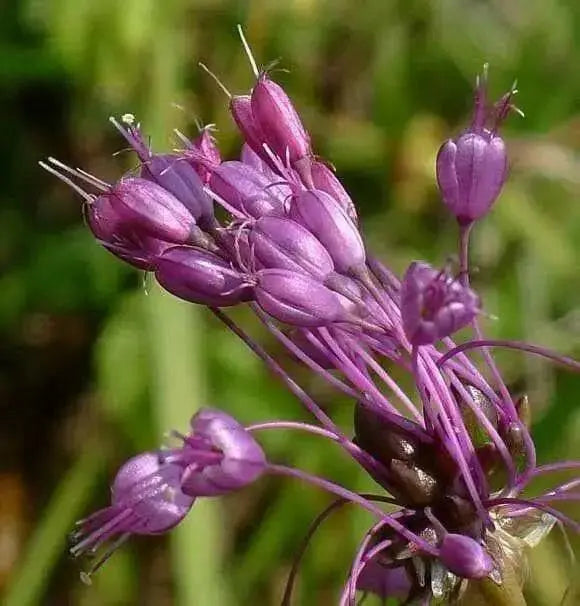 keeled garlic Seeds,Pink flowers (allium carinatum ssp pulchellum) Great cut flowers - Caribbean garden seed