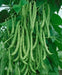 Kentucky WonderPole Bean Seeds, Long green pods,Heirloom! - Caribbean garden seed