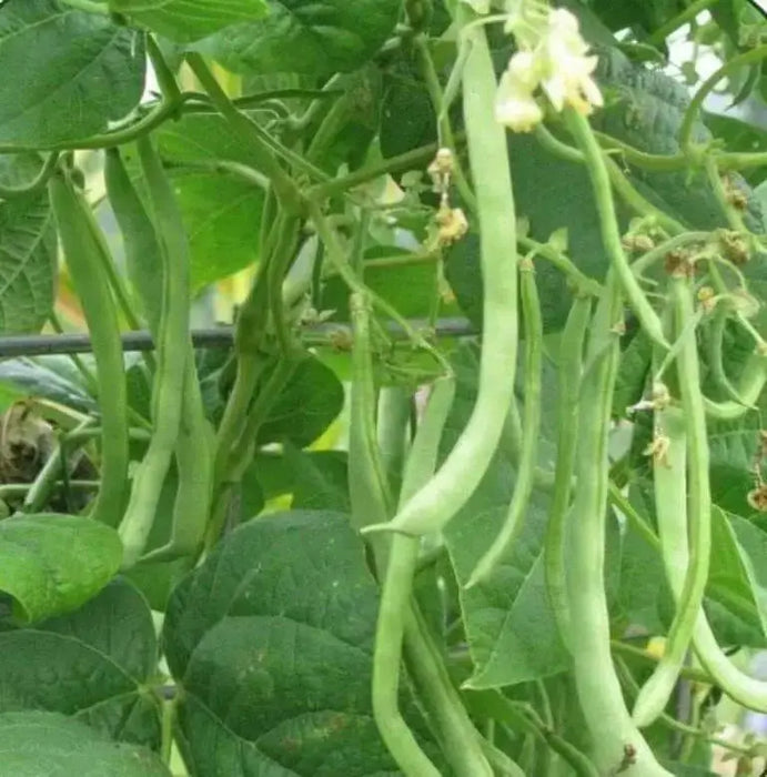 Kentucky WonderPole Bean Seeds, Long green pods,Heirloom! - Caribbean garden seed