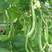 Kentucky WonderPole Bean Seeds, Long green pods,Heirloom! - Caribbean garden seed