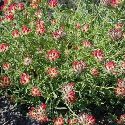 Kidney Vetch FLOWERS Seeds, a.K.a , Lady's Fingers [Red Carpet] - Caribbean garden seed