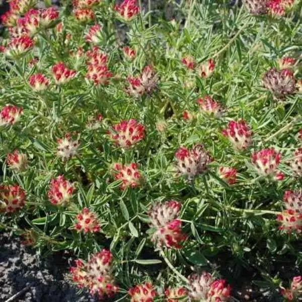 Kidney Vetch FLOWERS Seeds, a.K.a , Lady's Fingers [Red Carpet] - Caribbean garden seed