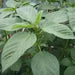 JUTE GREENS,summer Spinach  (Live Plants )  Asian Vegetable, - Caribbean garden seed