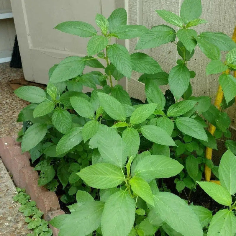 JUTE GREENS,summer Spinach  (Live Plants )  Asian Vegetable, - Caribbean garden seed