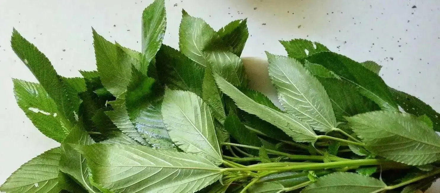 JUTE GREENS,summer Spinach  (Live Plants )  Asian Vegetable, - Caribbean garden seed